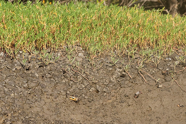 Fiddler Crab